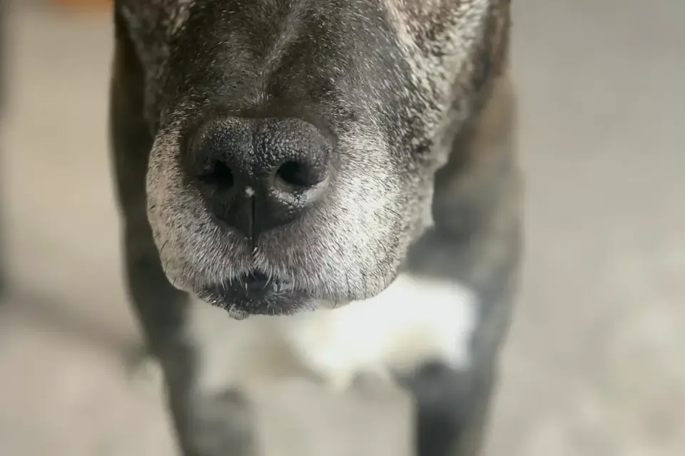 A close portrait of an older dog