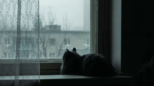 A dog resting near a window on a gray, overcast day