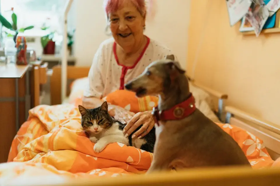 A senior dachshund resting comfortably on a dog bed