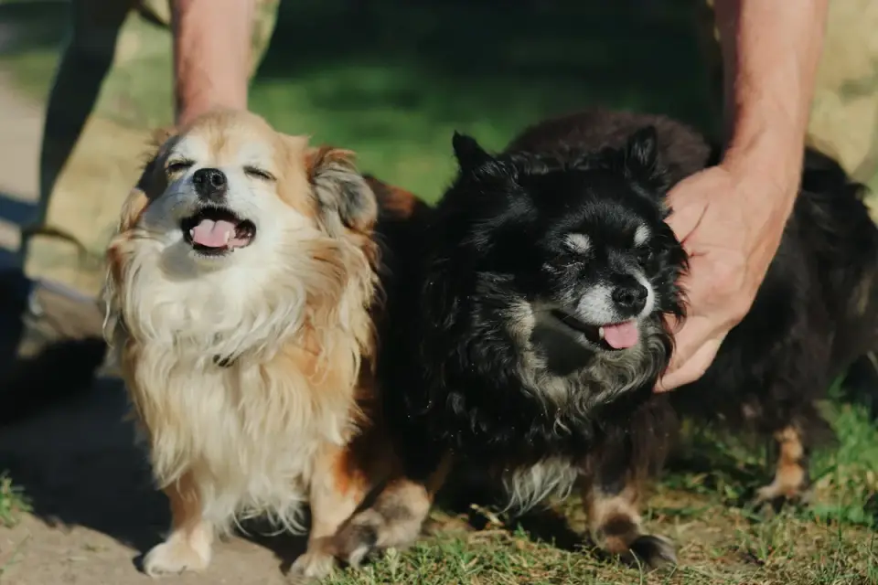 A small senior dog being offered half a soft chew supplement by its owner