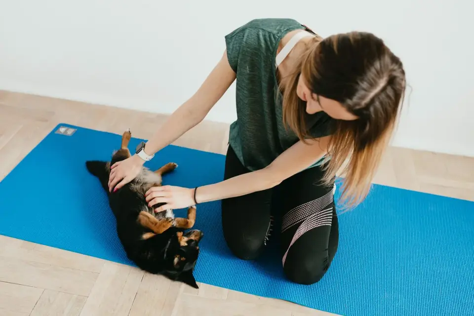 A veterinarian gently palpating a dog&#x27;s abdomen during an exam