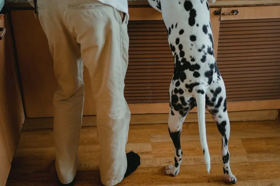 A veterinarian palpating a dog&#x27;s hind legs during an orthopedic exam