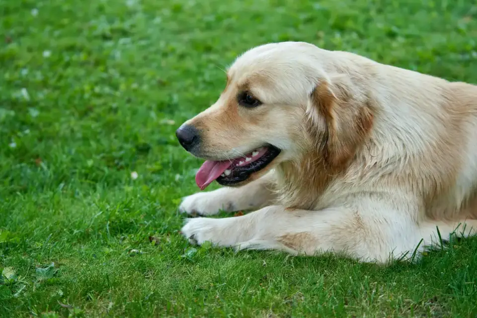 An owner handing a chewable supplement to a golden retriever in a kitchen