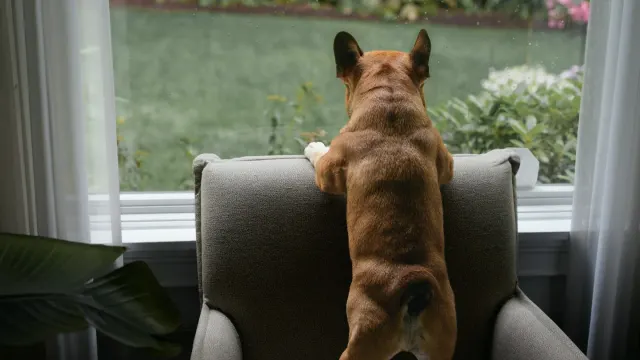 An owner offering a chewable supplement to a medium-sized dog in a kitchen