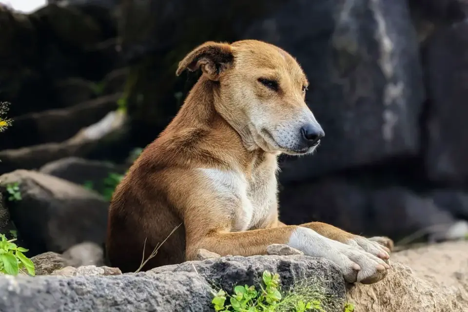 Calm dog resting at home