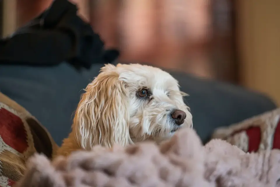 Calm dog resting at home
