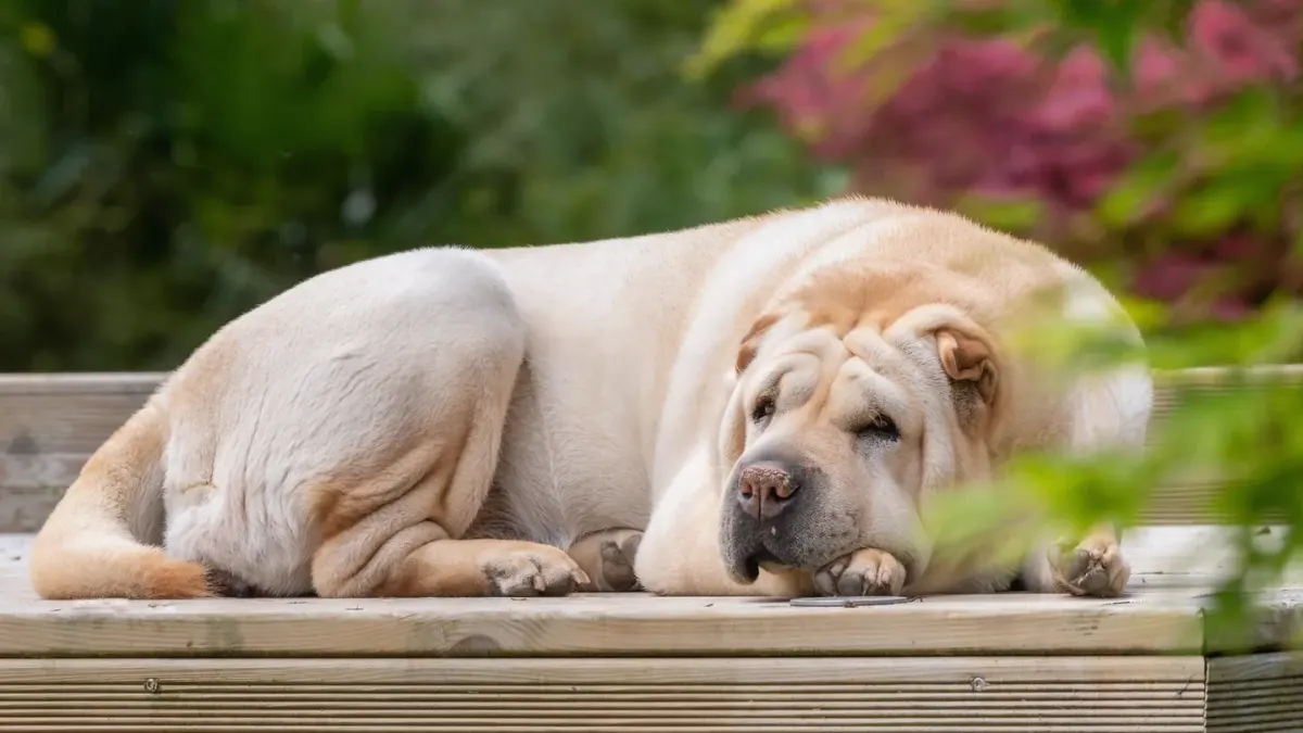 Calm dog resting at home