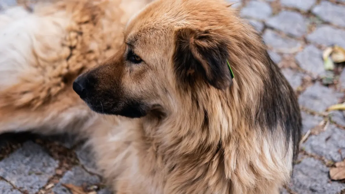 Calm dog resting at home