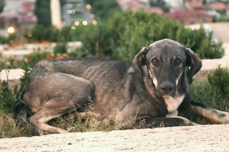 Calm dog resting at home