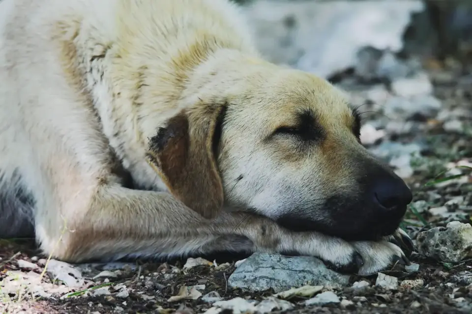 Calm dog resting at home
