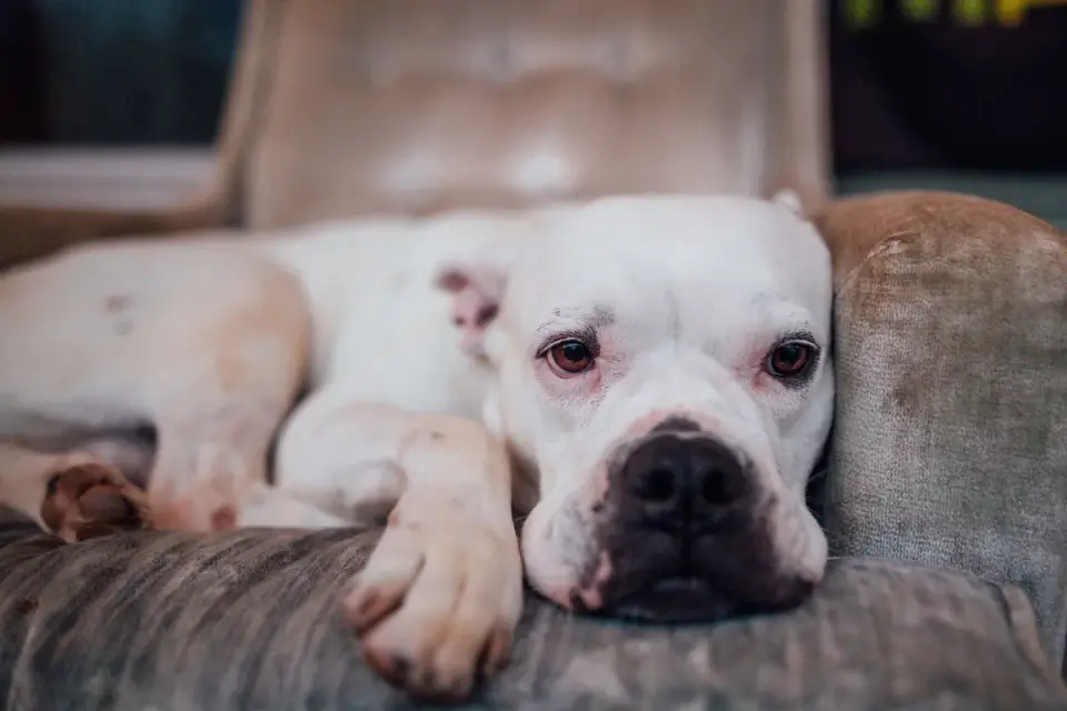 Calm dog resting at home