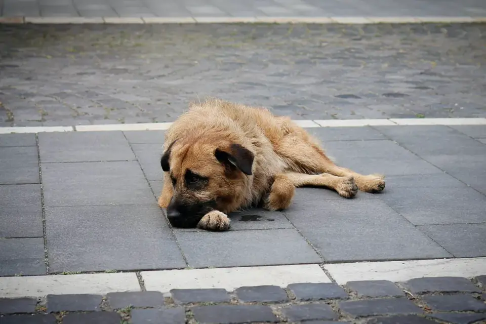 Calm dog resting at home
