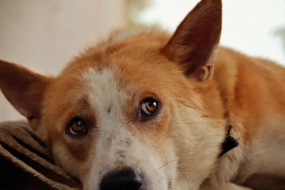 Calm dog resting at home