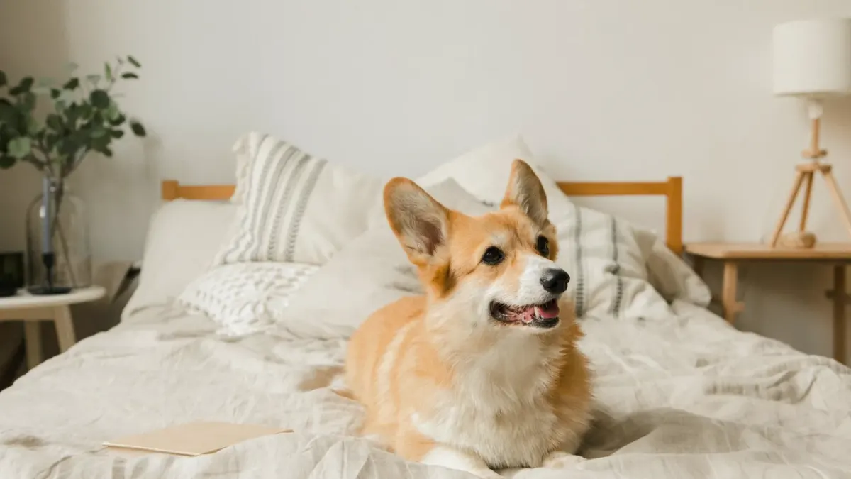 Calm dog resting at home