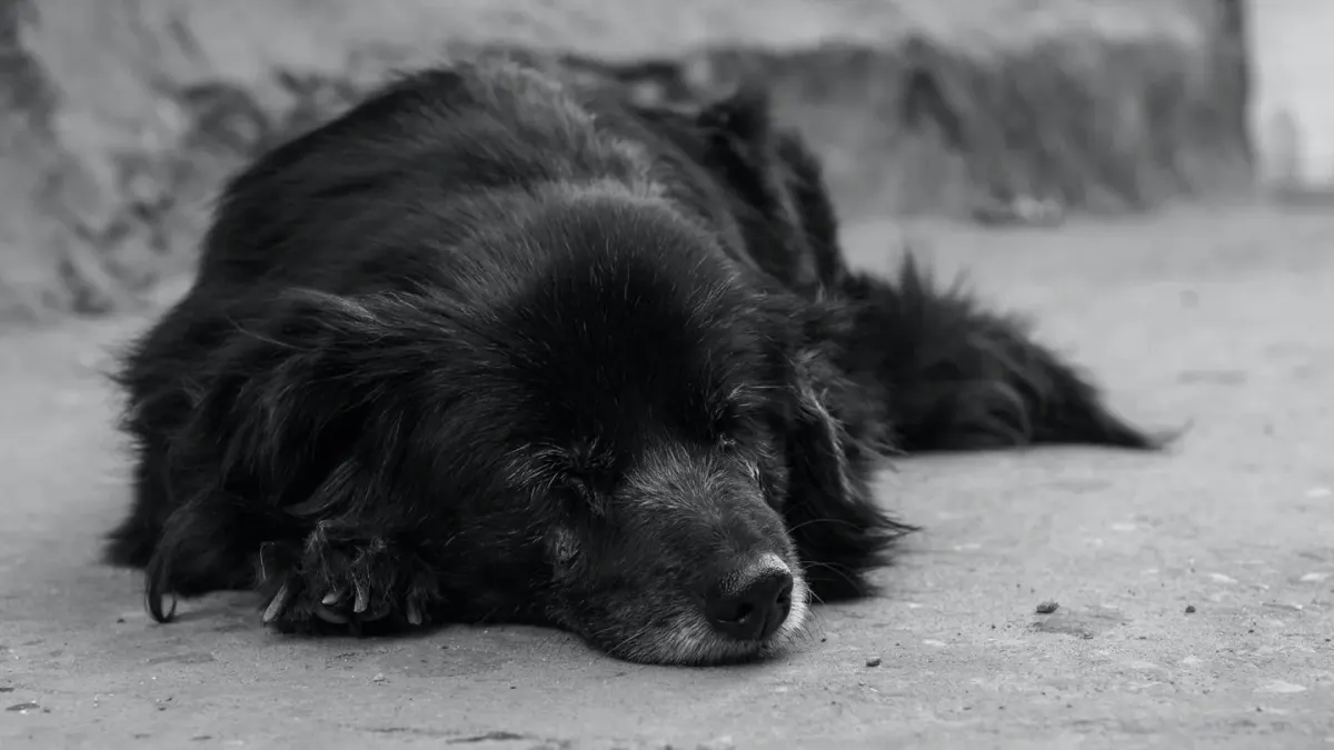 Calm dog resting at home