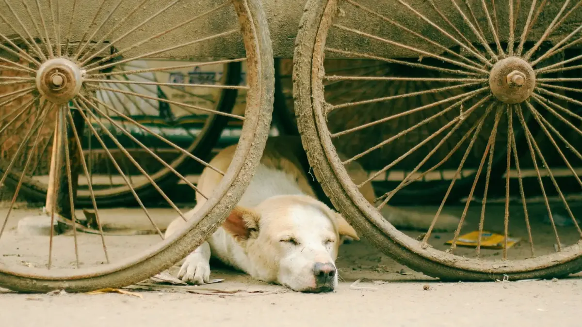 Calm dog resting at home