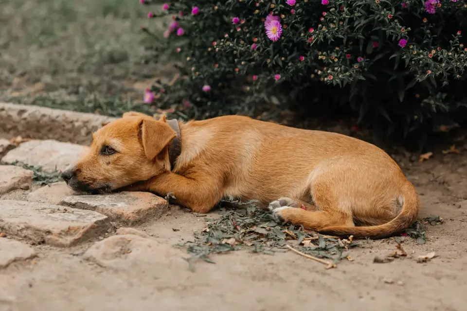 Calm dog resting at home