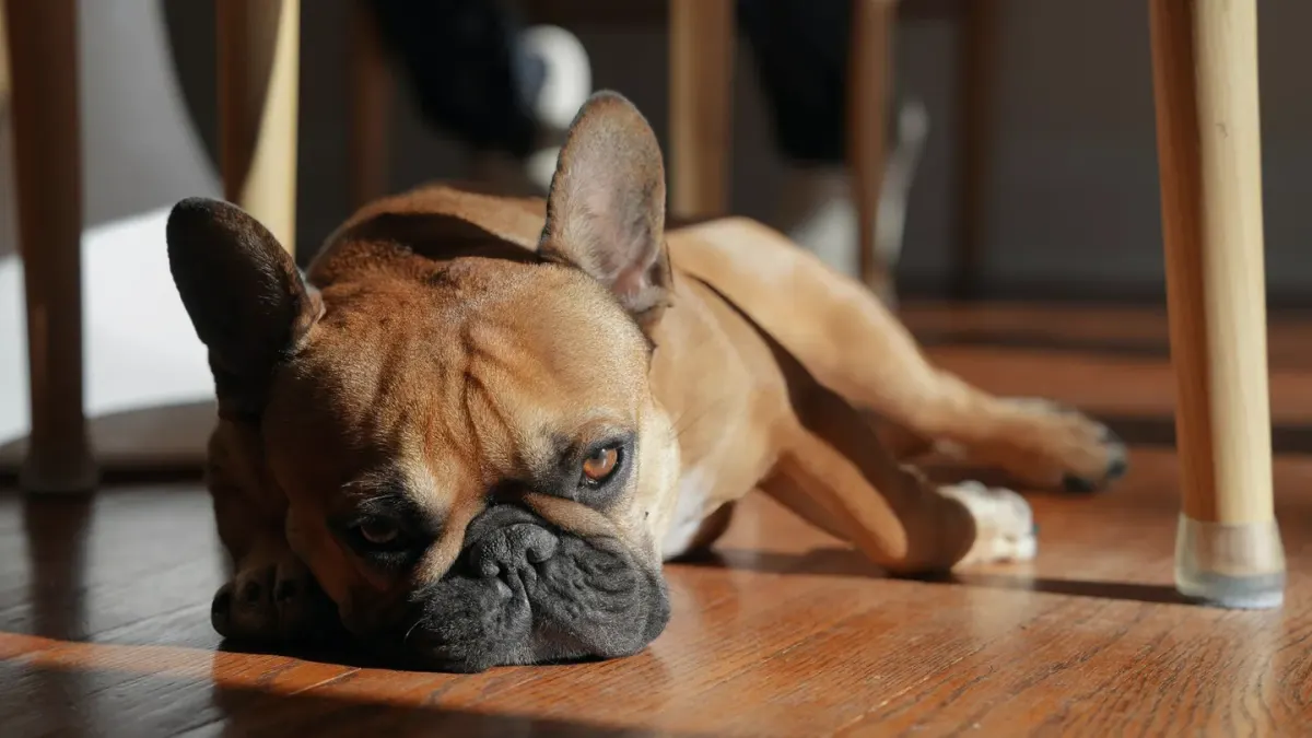 Calm dog resting home