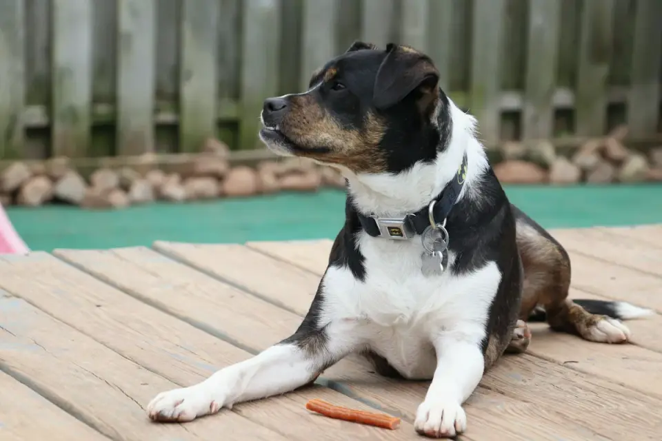 Dog chewing a soft supplement treat on a kitchen floor