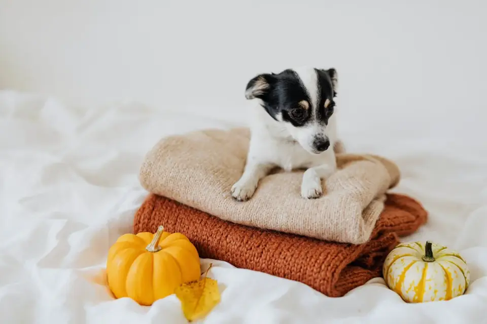 Dog curled on a blanket