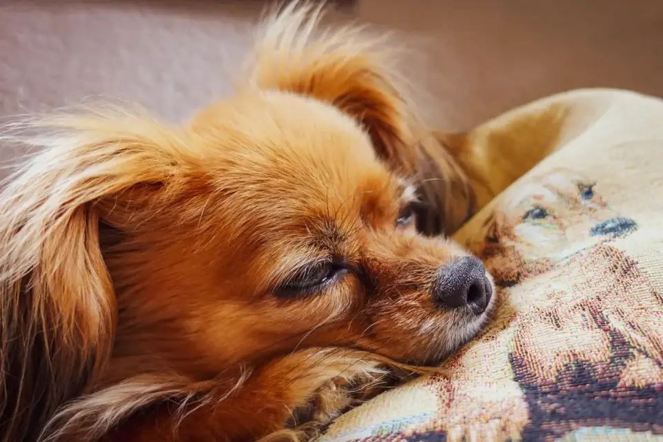 Dog curled on a blanket