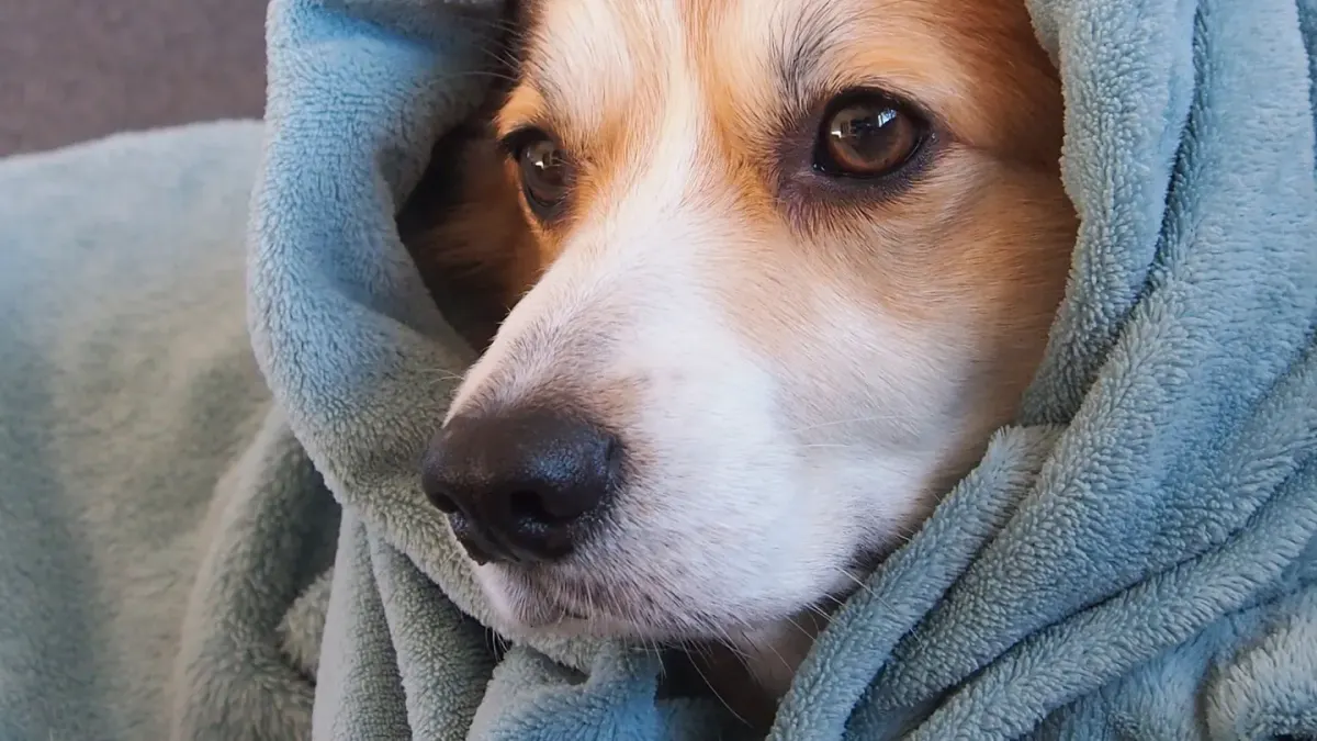 Dog curled on a blanket