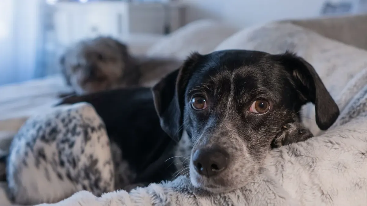 Dog curled on a blanket