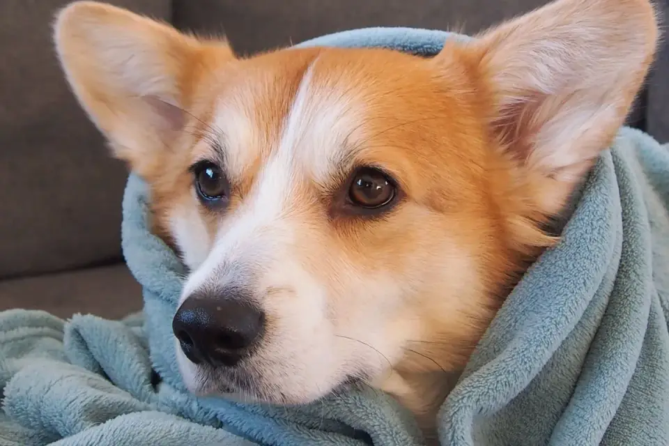 Dog curled on a blanket