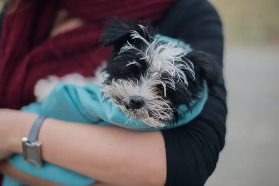 Dog curled on a blanket