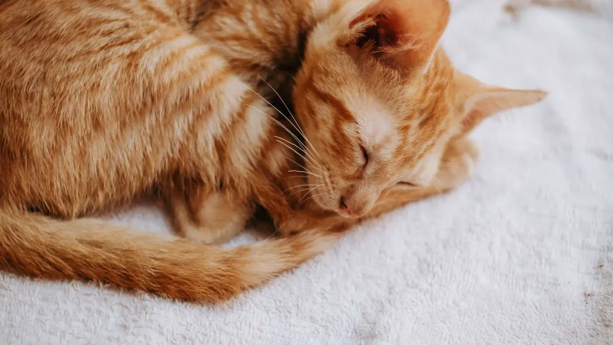 Dog curled on a blanket