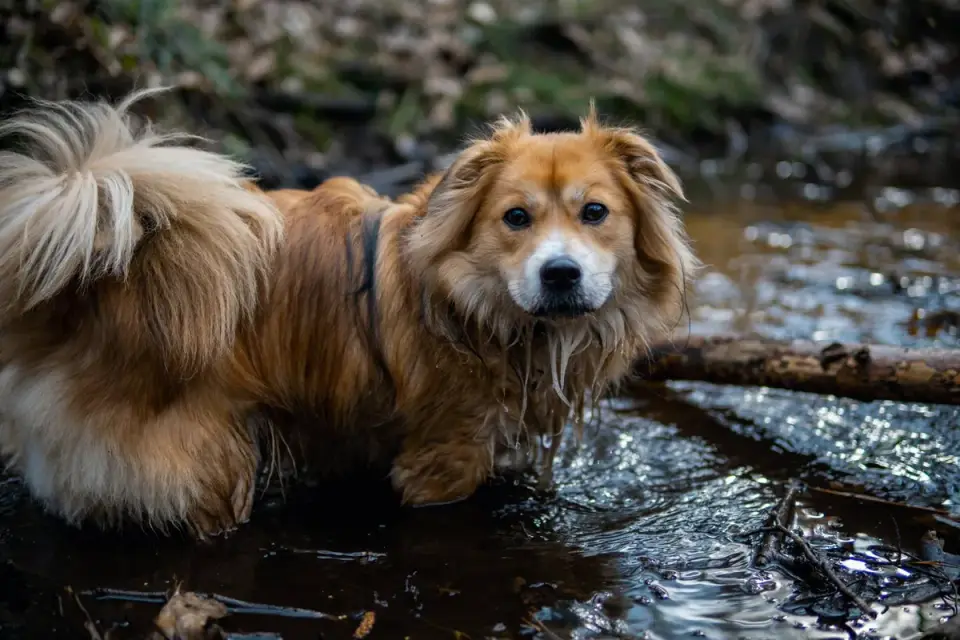 Dog drinking water