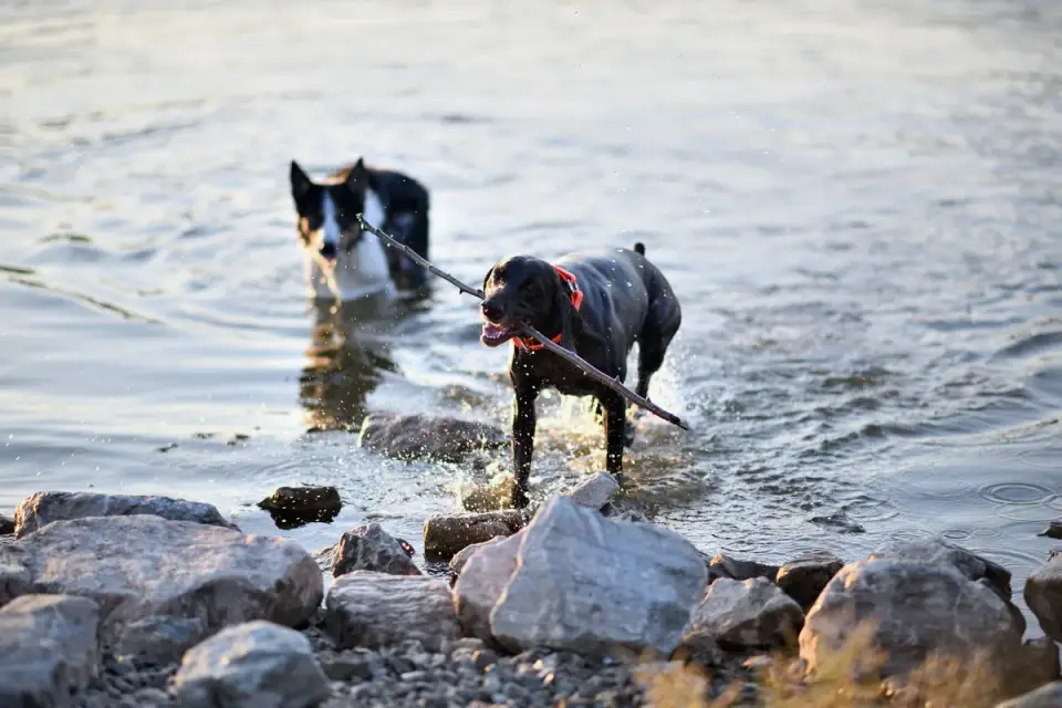 Dog drinking water