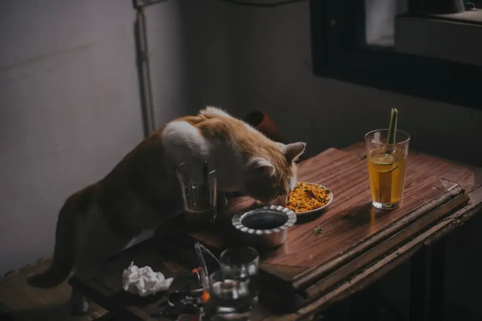 Dog eating from a bowl at home