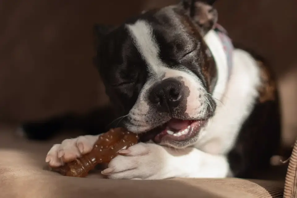 Dog eating from a bowl at home