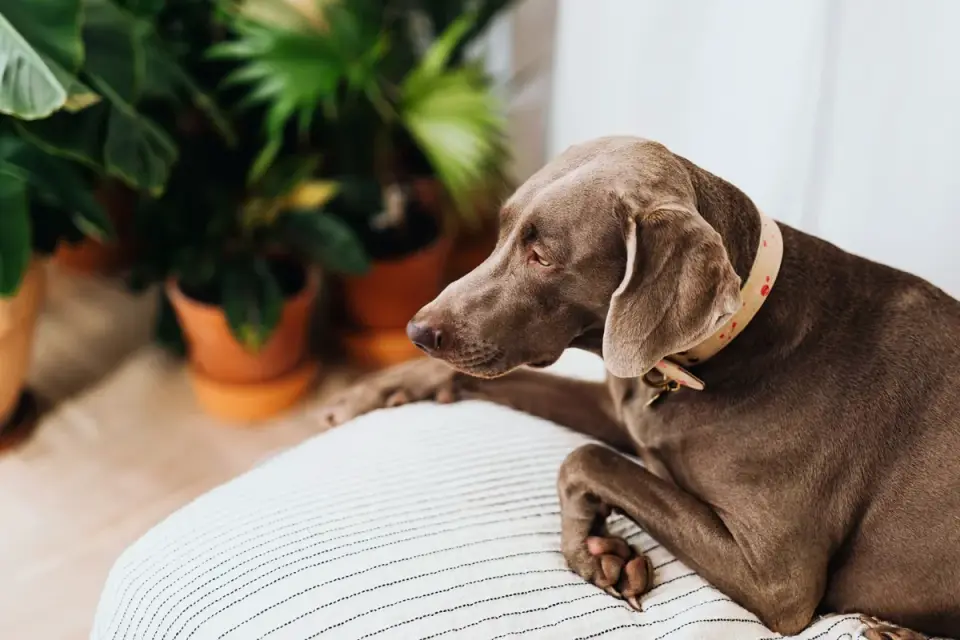 Dog eating from bowl at home