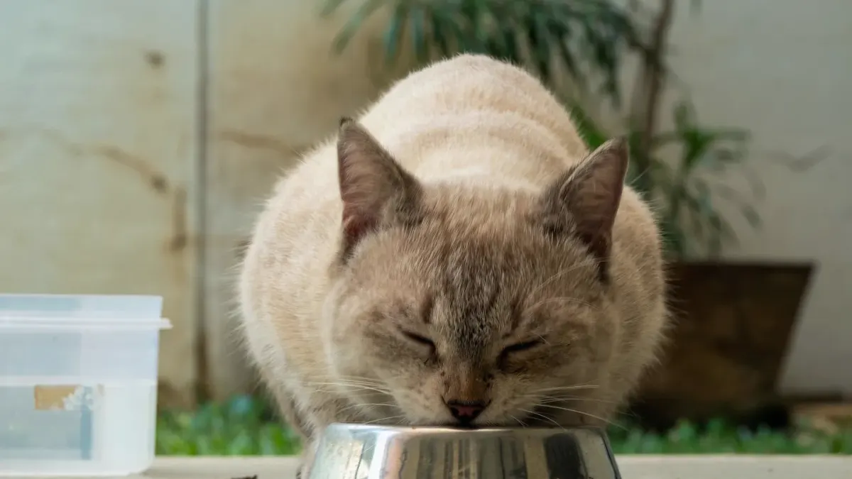 Dog eating from bowl at home