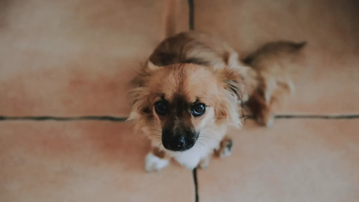 Dog eating from bowl at home