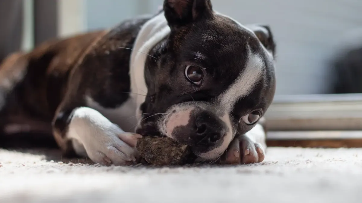 Dog eating from bowl at home