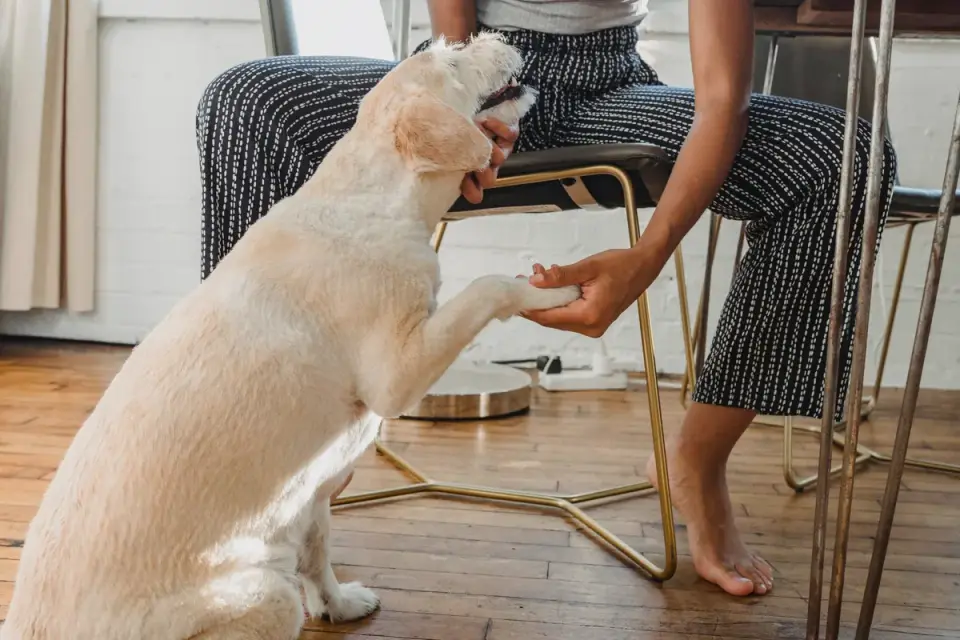 Dog eating from bowl at home