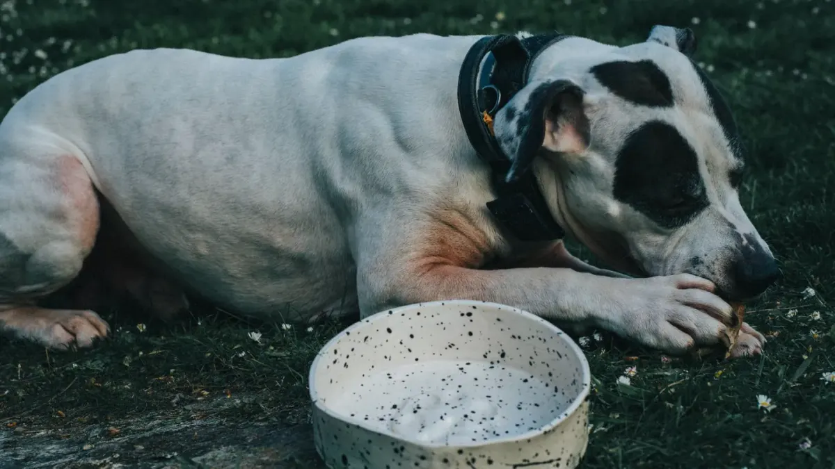 Dog eating from bowl at home