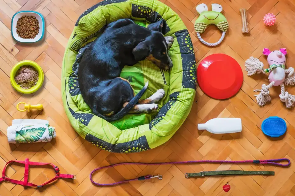 Dog eating from bowl at home