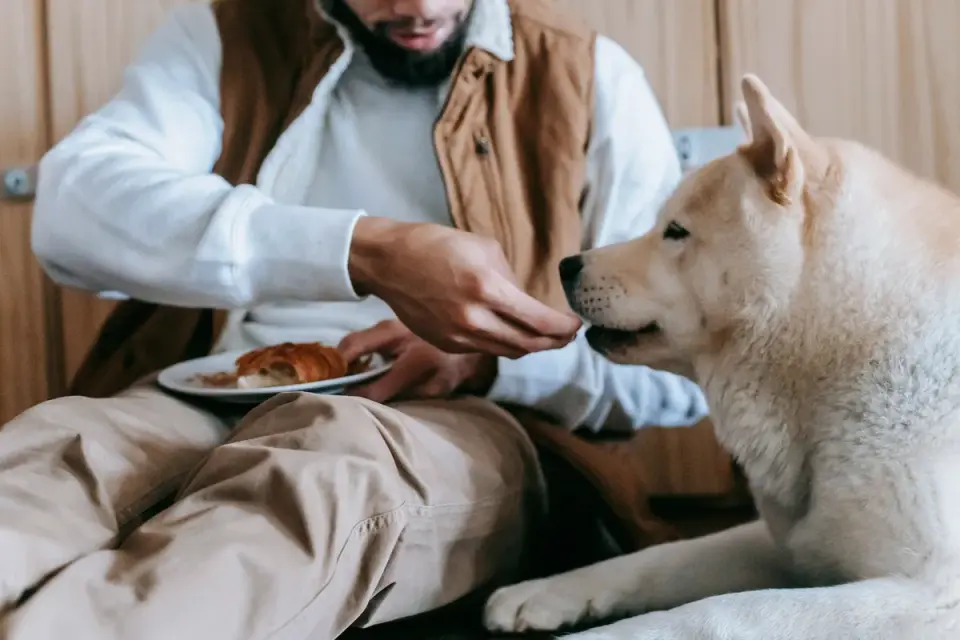 Dog eating from bowl at home