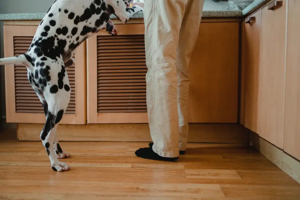 Dog eating from bowl at home