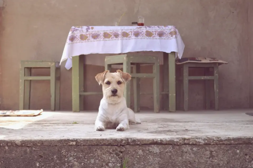 Dog eating from bowl at home