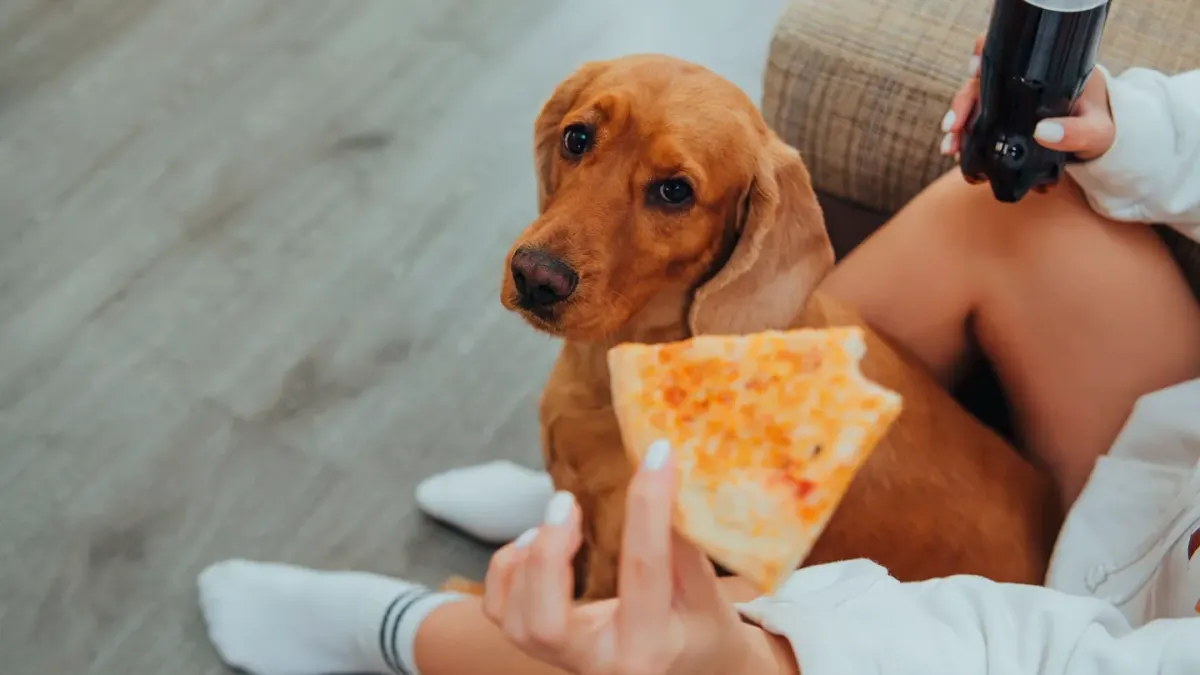 Dog eating from bowl at home
