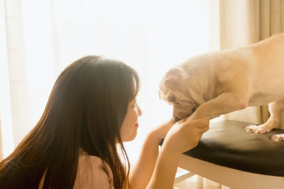 Dog eating from bowl at home