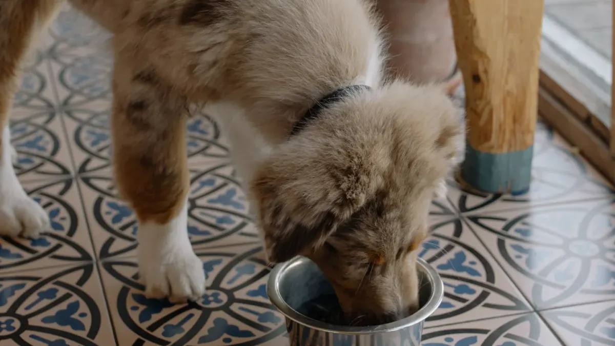 Dog eating from bowl at home
