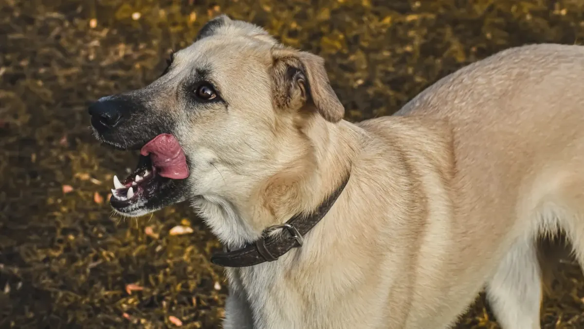 Dog eating outdoors