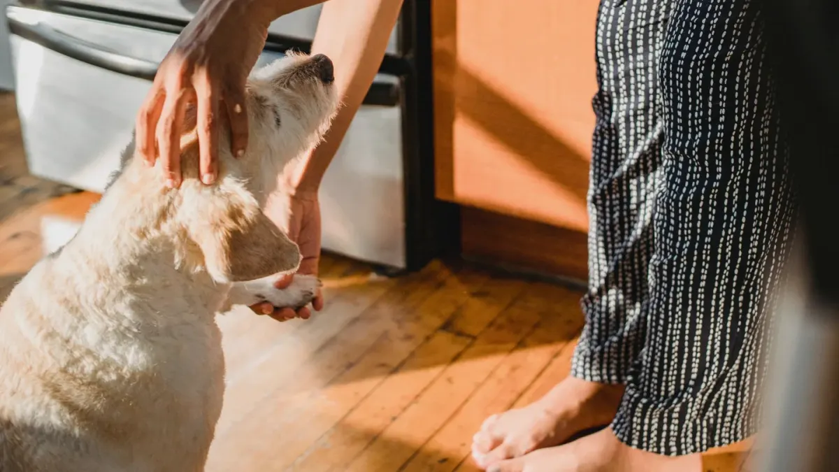 Dog in a kitchen with an owner