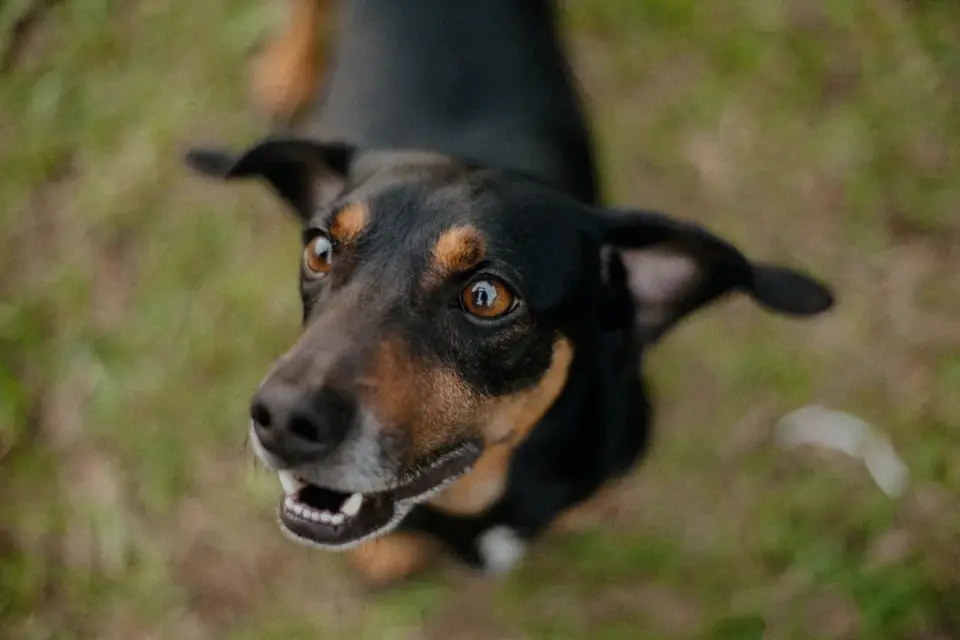 Dog looking at an owner